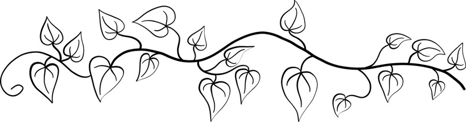 ivy plant drawing illustraivy plant drawing illustration.