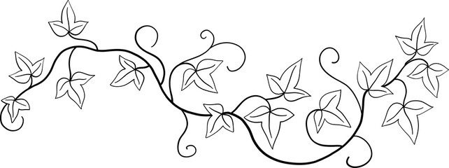 ivy plant drawing illustraivy plant drawing illustration.