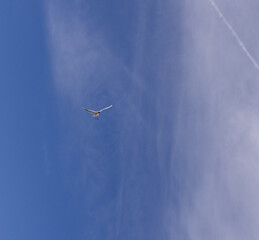 seagull in flight