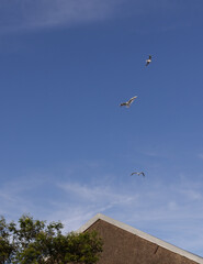 birds in the sky