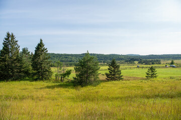 Obraz premium landscape with trees