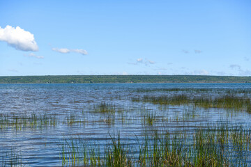 reeds in the water