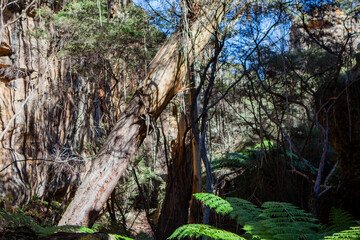 Gardens of Stone National Park, Central Tablelands,  New South Wales, Australia
