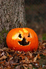 Moldy Jack-o-lantern After Halloween