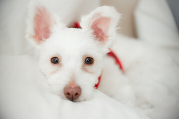 White Fluffy Dog Relaxing on Bed