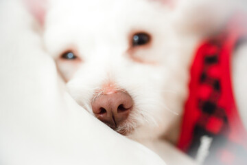 White Fluffy Dog Relaxing on Bed