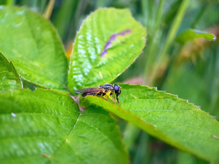 fly on a leaf summer garden