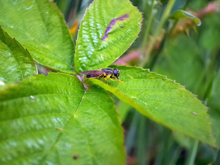 fly on a leaf summer garden