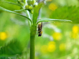 fly on a leaf summer garden