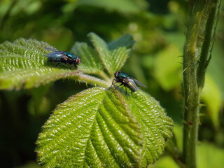 fly on a leaf summer garden