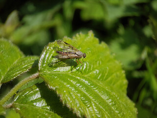 fly on a leaf summer garden