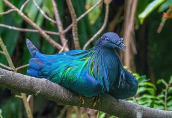 Magnificent nicobar pigeon or Nicobar dove (Caloenas nicobarica), Native to the Andaman and Nicobar...