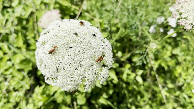 Queen Anne's Lace Blooming with Pollinating Insects and Hogweed Bonking Beetles in a Lush Green Field