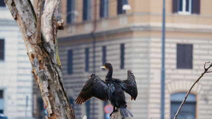 Portrait of a domestic black duck close up