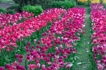 Obraz premium Mix pink and red flowers tulips blossom in river embankment. Bulbous ornamental tulipa plants of liliaceae family grow on flowerbed. Floral pink petals bloom. Flower carpet from buds. Landscap parks.