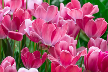 Obraz premium Mix pink and red flowers tulips blossom in river embankment. Bulbous ornamental tulipa plants of liliaceae family grow on flowerbed. Floral pink petals bloom. Flower carpet from buds. Landscap parks.