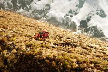 crab on the rock