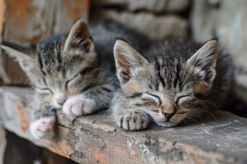 Two adorable kittens sleep peacefully on a rustic wooden bench, capturing a moment of serenity and innocence that appeals to pet lovers and those who appreciate peaceful imagery.
