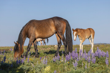 Wild Horse Mare and Foal in the Pryor Mountains Montana in Summer