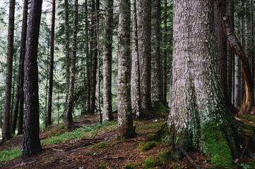 Alpine Forest and Trees at Black Lake, Durmitor, Montenegro - Balkans Landscape