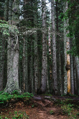 Alpine Forest and Trees at Black Lake, Durmitor, Montenegro - Balkans Landscape