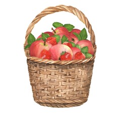 A wicker garden basket with red apples and strawberries in it. Fruit and berries. Hand-drawn watercolor illustration. Garden clipart elements