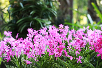 pink orchid bouquet on blur bacground