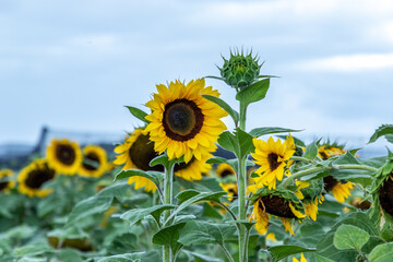 Campo de girasoles en la sierra 