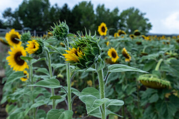 Campo de girasoles en la sierra 
