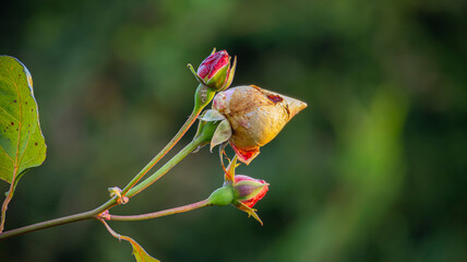 Close-up of red rose buds with one large dried bud