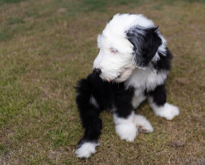 Sheepadoodle puppy sitting on the grass