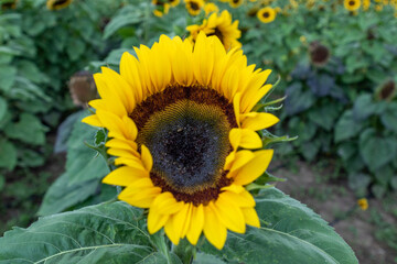 Campo de girasoles en la sierra 
