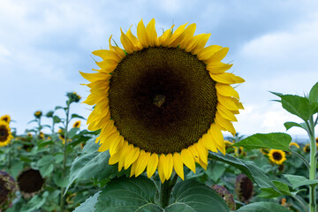 Campo de girasoles en la sierra 