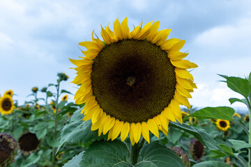 Campo de girasoles y girasoles en la sierra