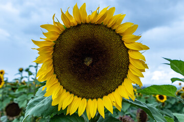 Campo de girasoles y girasoles en la sierra