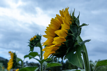 Campo de girasoles en la sierra 