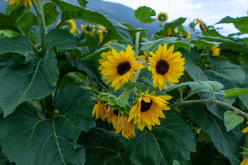 Campo de girasoles y girasoles en la sierra