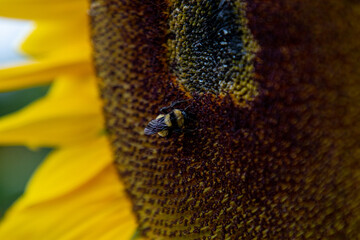 Campo de girasoles en la sierra 