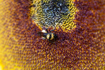 Campo de girasoles y girasoles en la sierra