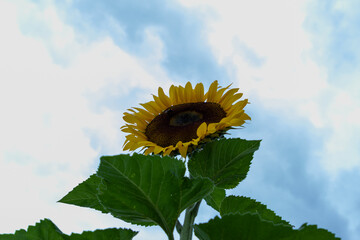 Campo de girasoles en la sierra 