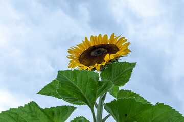 Campo de girasoles en la sierra 