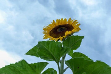 Campo de girasoles en la sierra 