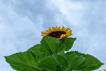 Campo de girasoles en la sierra 