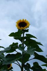 Campo de girasoles y girasoles en la sierra