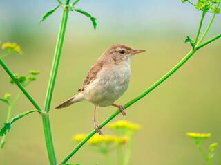 Booted warbler perching on branches of grass, close-up