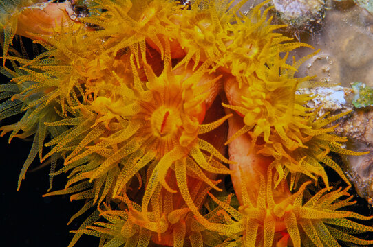 Orange cup coral,Tubastraea coccinea,