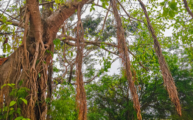 Huge old Banyan tree Ficus Insipida Playa del Carmen Mexico.