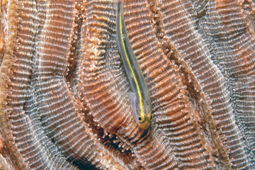 Goby is a common name for many species of small to medium sized ray-finned fish.