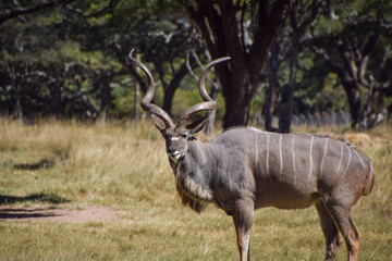 A male kudu antelope in a nature reserve in Zimbabwe