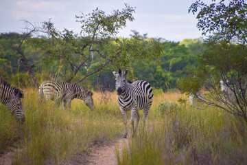 A herd of zebras in a nature reserve in Zimbabwe